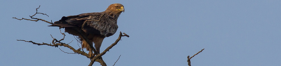 Imperial eagle perching on tree (Photo: Márton Horváth)