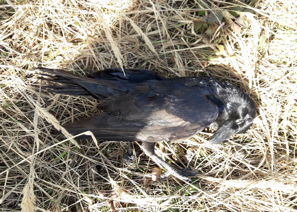One of eight dead Common ravens found on Saturday.